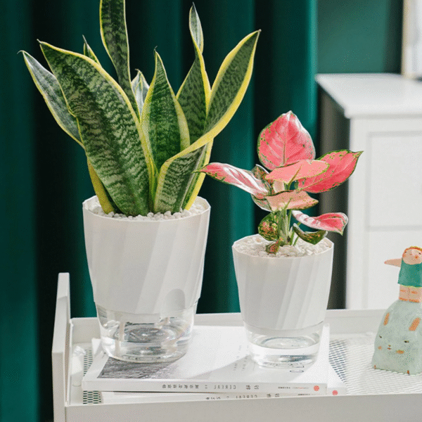 Self Watering Planter - Image 3